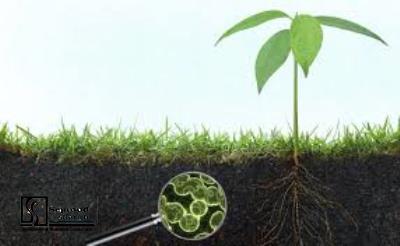 Feasibility study of producing industrial and micro biology fertilizers